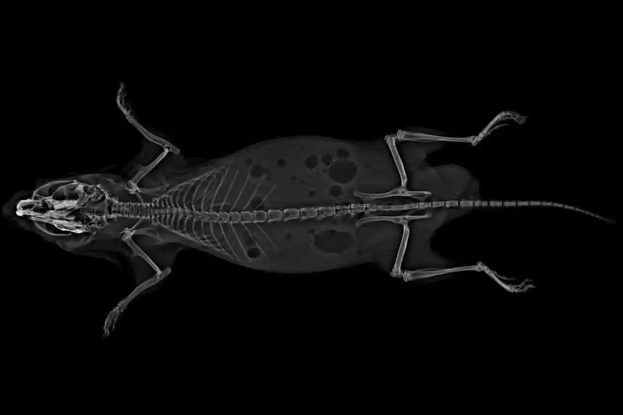 Small Animal Xray Imaging KUBTEC Scientific